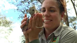 Baby eastern quolls