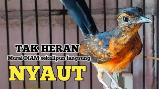 Murai trotol dan murai batu pastol Pasti ikut BUNYI GACOR dengar Pancingan murai trotol 32