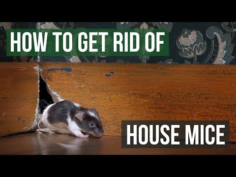 What will mice not chew through?