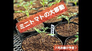 初挑戦のミニトマトの引っ越し・産地直送【富良野・寺坂農園・ミニトマト・鉢あげ・ほれまる】