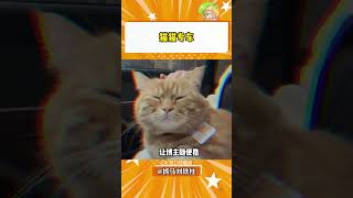 我勒个猫猫专车！#猫咪 #可爱 #萌宠#shorts