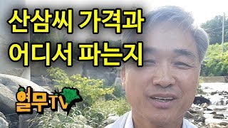 산삼씨 어디서 팔아요? 산삼씨 구매방법과 가격.