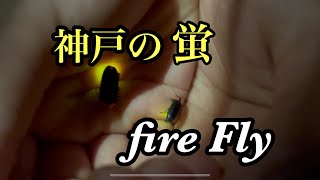 神戸市のホタル　ゲンジボタル Luciola cruciata  fire Fly