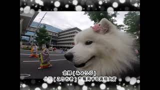 💖サモエドさくら💖京都 美しい王朝絵巻 葵祭＆愛宕古道街道灯し🐶🐕🐩💖