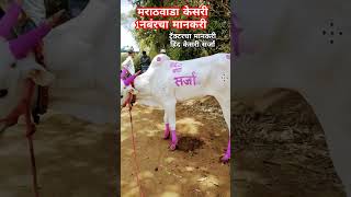 मराठवाडा केसरी 1 नंबरचा व ट्रॅक्टरचा मानकरी घोट करांचा हिंद केसरी छोटा सर्जा 😍