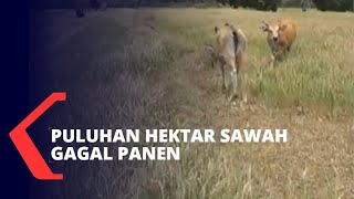 Padi Kering Jadi Makanan Sapi Akibat Gagal Panen