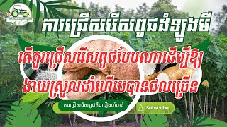 ពូជ៣ប្រភេទដែលអ្នកកសិកម្មមិនគួរមើលរំលង