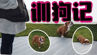 Dog Training 训狗记| 专业训狗第一课， 没有耐力的豆包学习的还算可以【老琳 Simplylinsbeauty 】