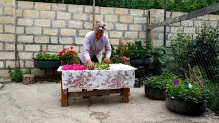 Qış Tədarükü-Çay Üçün Güllər, Kəndsayağı Xəşilin Hazırlanması