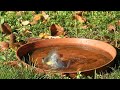 széncinege itatóban fürdik great tit bathing in the bird drinker budapest 2010.10.28.