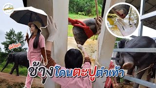 น้องช้าง “พังไลมา” โดนตะปูตำเท้า!! | หมอโบว์ หมอตัวเล็กกับคนไข้ตัวใหญ่