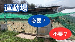 平飼い養鶏に運動場は必要なのか？結論言います。