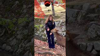 【世界でココだけ】鹿と紅葉が楽しめる奈良公園🦌🍁▶️クリックでロングバージョンに移ります