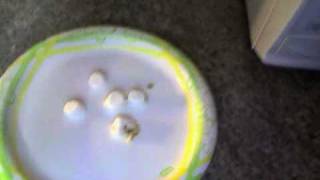 Marshmallow BOOM!!!