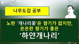 미선나무는 어떤 나무일까? 미선나무 vs 개나리