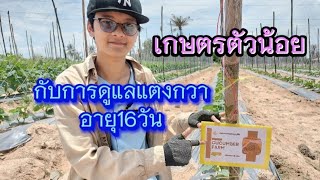 เกษตรกรตัวน้อยกับการปลูกแตงกวา | แตงกวาสร้างรายได้ | เกษตรยั่งยืน