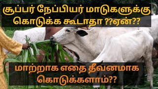 சூப்பர் நேப்பியர் தீமைகள்||stop using super napier for your cattles||GMD TECH||