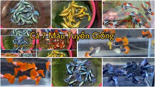 Cập Nhật Cá 7 Màu Tuyển Giống Combo Siêu Rẻ, Cá Guppy Thuần Chủng