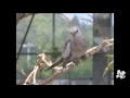 鳥のなかま（2）小型インコ：オカメインコ／ボタンインコ／コザクラインコ／テリルリハインコ