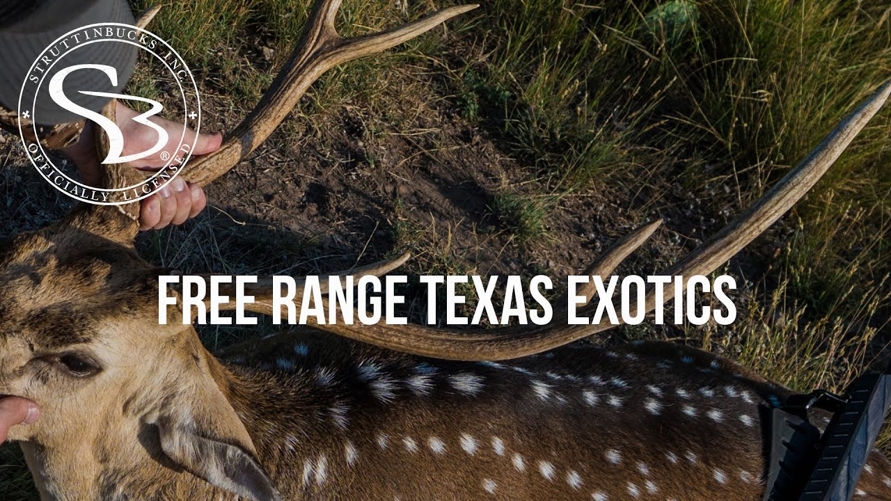 Hunting FREE RANGE EXOTICS In Texas - YouTube