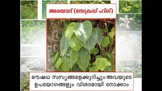 Medicinal Uses of Arayal Plant in Malayalam| അരയാല് ചെടിയുടെ ഔഷധഗുണങ്ങൾ|