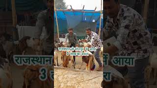 3 लाख का बकरा सोनपुर मेला में #sonpur #sonpurmela #sonpurmela2024 #sonpurmeladogmarket