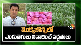 Macrophomina Wilt in Maize | మొక్కజొన్నలో ఎండుతెగులు నివారించే పద్దతులు | 10TV