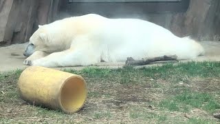 デアちゃんお昼寝タイム【2023年3月5日】【上野動物園】ホッキョクグマ