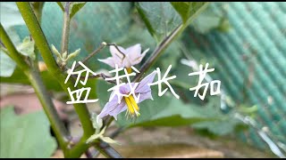 盆栽热带长茄