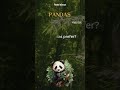 Panda Fact 6 - What type of forest do pandas prefer?