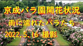 【京成バラ園開花状況】雨に濡れたバラたち　2022.5.16