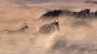 Cheetah Hunting Wildebeest | Big Cat Diaries | BBC Earth