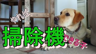 犬のしつけ【掃除機に反応】大きな音でも興奮しない。やっぱり継続は宝なりな件