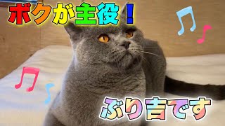 保護猫のブリティッシュショートヘアのぶり吉くんにスポットを当ててみた【British Shorthair】