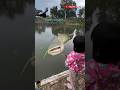 HEBAT!! SI KECIL STRIKE IKAN BESAR #animals #fishing