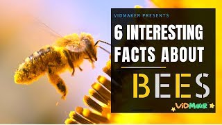 6 Interesting Facts about Honey Bees