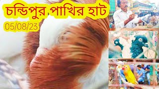 🔴চন্ডিপুর পাখির হাট ||05/08/23 pigeon market chandipur ||cheapest bird's sall chandipur pet market🔥