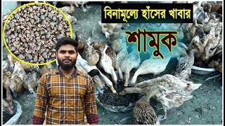 তরুণ উদ্যোক্তার বিনা খরচে হাঁস পালন।শামুক দিয়ে হাঁসের খাবার খরচ কম লাভ বেশি। Duck Farming