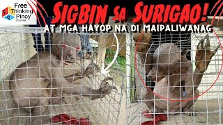 SIGBIN NAHULI SA SURIGAO? 9 Misteryosong Hayop Alamin kung Totoo o Peke!