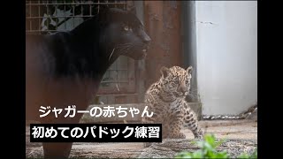 ジャガーの赤ちゃん、初めてのパドック練習