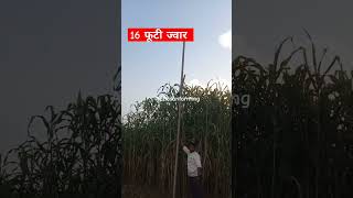 हरि भरी चरी ज्वार जबरदस्त बीज 👌 #farming #trending #फसल #shorts #ज्वार #farmer #youtubeshorts #kheti