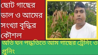 অতি ঘন পদ্ধতিতে ডাল ও আমের সংখ্যা বৃদ্ধির কৌশল।@krisokerdorpon8573