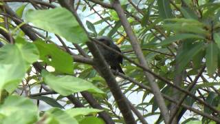 鳴いているヒヨドリ Brown-eared Bulbul call (HD)