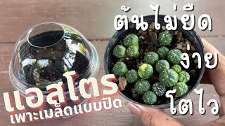 เพาะเมล็ดแอสโตไฟตัม แคคตัส Astrophytum cactus เพาะเมล็ดยังไงให้โตไว ต้นไม่ยืด