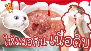 ลองให้แมวกินเนื้อดิบ !!! | Paymeaw เปย์แมว