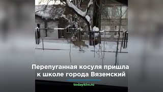 Перепуганная косуля пришла к школе города Вяземский