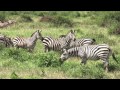 The wildlife in the Amboseli National Park (Kenya)