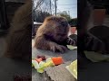 独り占めできるはずが… ビーバー アメリカビーバー beaver トリアスふれあい動物園 カピバラ capybara animals cute cuteanimals