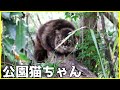 久しぶりに公園猫ちゃんに会いに行ったら草刈りがされていました♪