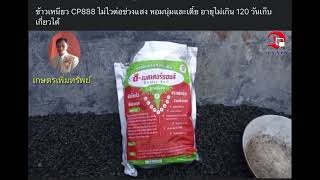 ข้าวเหนียวพันธุ์ CP 888 หอมนุ่มและเตี้ย อายุเก็บเกี่ยว 120 วัน